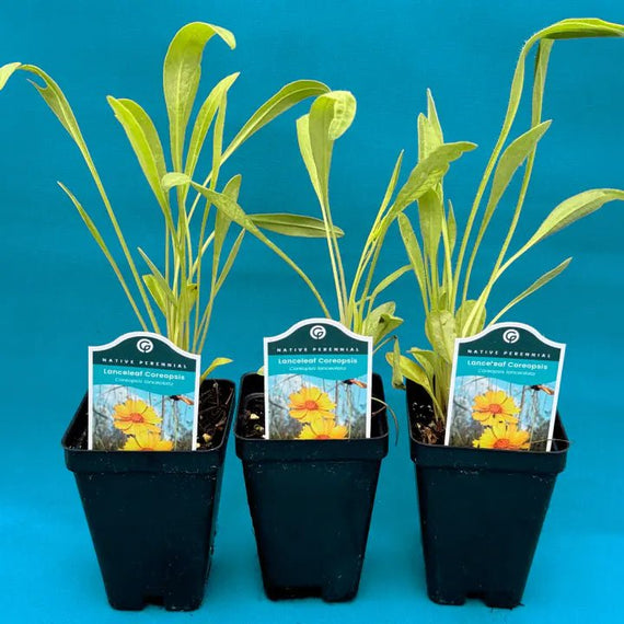 Lanceleaf Coreopsis Plant Sets (II) Plants - Garden for Wildlife