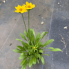 Lanceleaf Coreopsis Plant Sets (II) Plants - Garden for Wildlife