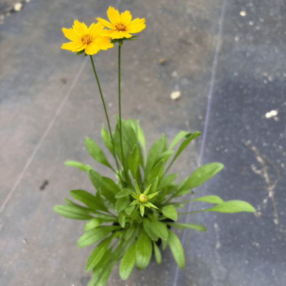 Lanceleaf Coreopsis Plant Sets (II) Plants - Garden for Wildlife