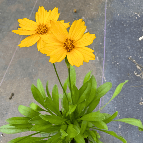 Lanceleaf Coreopsis Plant Sets (II) Plants - Garden for Wildlife