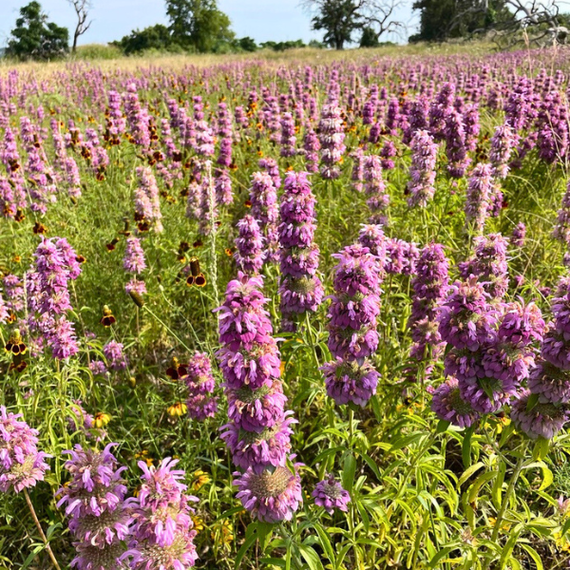 Lemon Beebalm Plant Sets