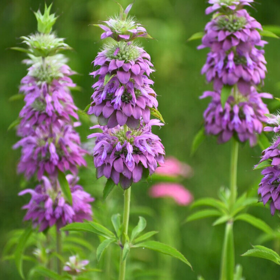 bee palm plant Lemon Beebalm Plant Sets