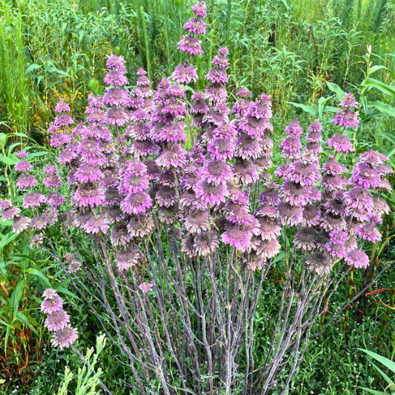 Lemon Beebalm Plant Sets