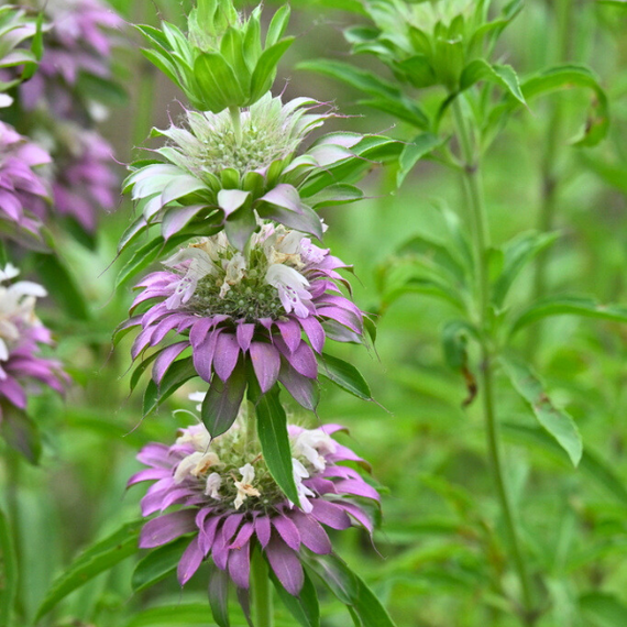 Lemon Beebalm Plant Sets