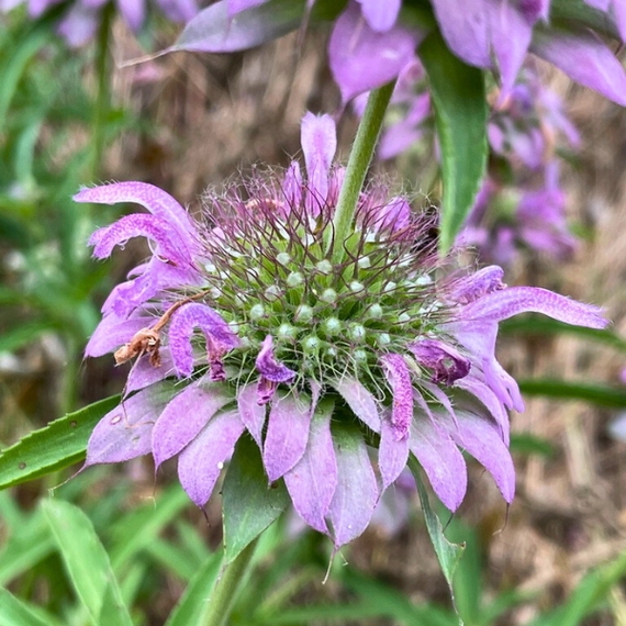 Lemon Beebalm Plant Sets