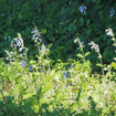 Lyreleaf Sage Plant Sets Plants - Garden for Wildlife