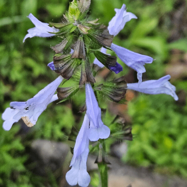 Lyreleaf Sage Plant Sets Plants - Garden for Wildlife