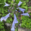 Lyreleaf Sage Plant Sets Plants - Garden for Wildlife