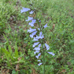 Lyreleaf Sage Plant Sets Plants - Garden for Wildlife