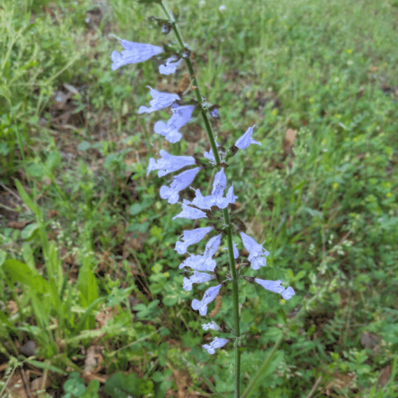 Lyreleaf Sage Plant Sets Plants - Garden for Wildlife
