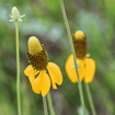 Majestic Meadow Marvels Plants - Garden for Wildlife