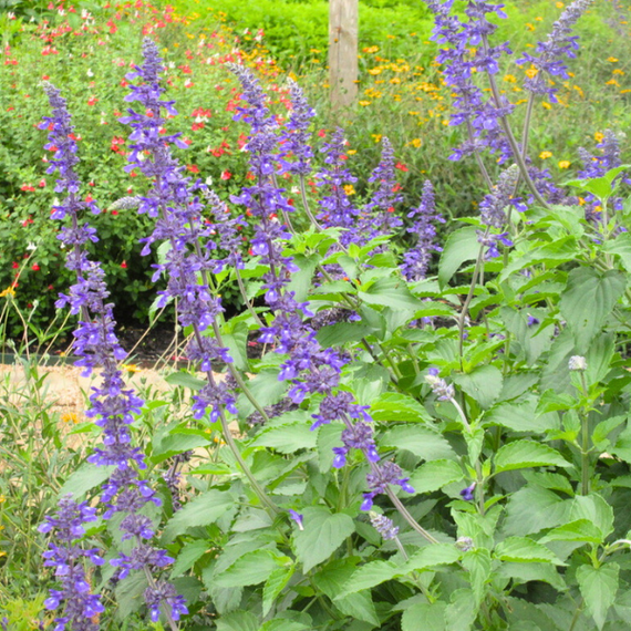 Mealy-Cup Sage Plant Sets