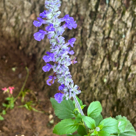 Salvia　計28枚 Mealy-Cup Sage Plant Sets