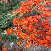 Munro's Globemallow Shrub Plants - Garden for Wildlife