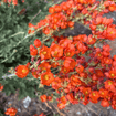 Munro's Globemallow Shrub Plants - Garden for Wildlife