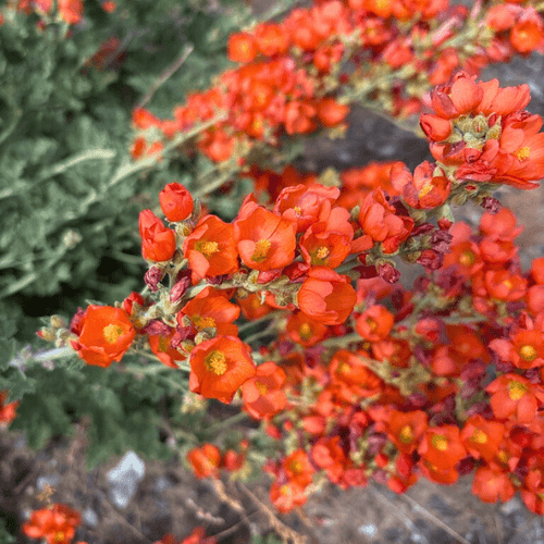 Munro's Globemallow Shrub Plants - Garden for Wildlife