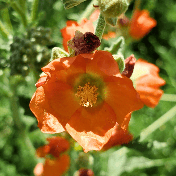 Munro's Globemallow Shrub Plants - Garden for Wildlife