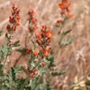 Munro's Globemallow Shrub Plants - Garden for Wildlife