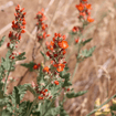 Munro's Globemallow Shrub Plants - Garden for Wildlife