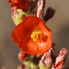 Munro's Globemallow Shrub Plants - Garden for Wildlife