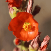 Munro's Globemallow Shrub Plants - Garden for Wildlife