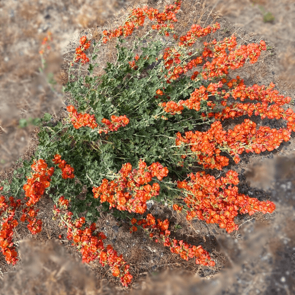 Munro's Globemallow Shrub Plants - Garden for Wildlife