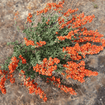 Munro's Globemallow Shrub Plants - Garden for Wildlife