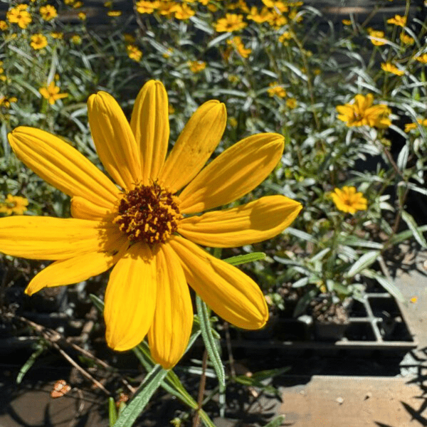Narrow Leaved Sunflower Plant Sets Plants - Garden for Wildlife