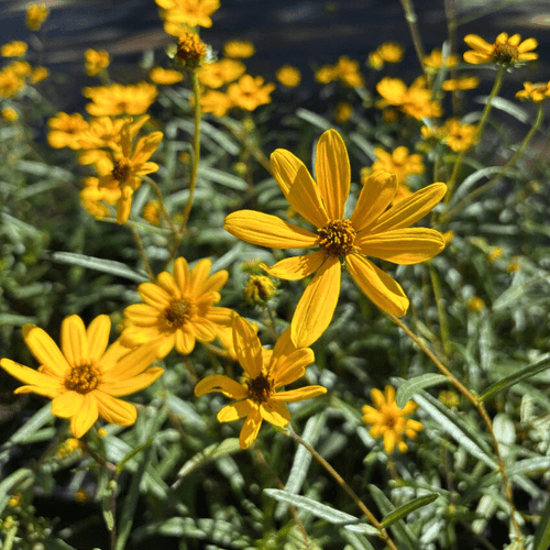 Narrow Leaved Sunflower Plant Sets Plants - Garden for Wildlife