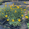 Narrow Leaved Sunflower Plant Sets Plants - Garden for Wildlife