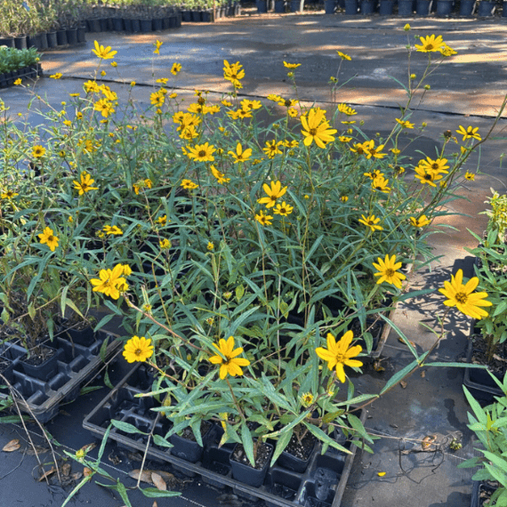 Narrow Leaved Sunflower Plant Sets Plants - Garden for Wildlife
