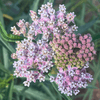 Narrowleaf Milkweed Plant Sets Plants - Garden for Wildlife