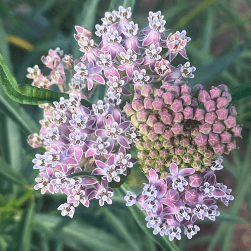 Narrowleaf Milkweed Plant Sets Plants - Garden for Wildlife