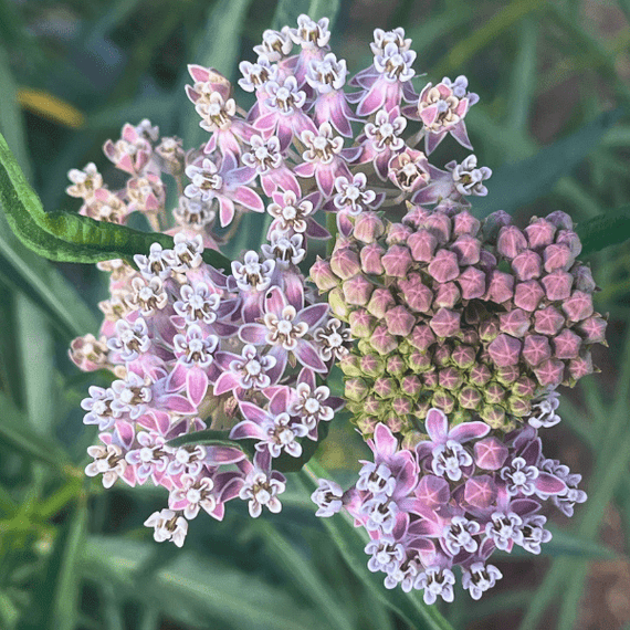 Narrowleaf Milkweed Plant Sets Plants - Garden for Wildlife