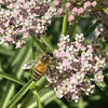 Narrowleaf Milkweed Plant Sets Plants - Garden for Wildlife