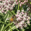 Narrowleaf Milkweed Plant Sets Plants - Garden for Wildlife