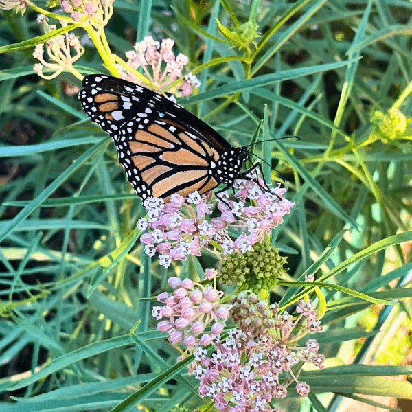 Narrowleaf Milkweed Plant Sets Plants - Garden for Wildlife