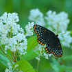 New Jersey Tea Plant Sets Plants - Garden for Wildlife