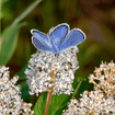 New Jersey Tea Plant Sets Plants - Garden for Wildlife