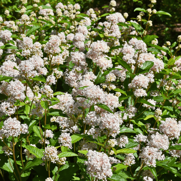 New Jersey Tea Plant Sets Plants - Garden for Wildlife