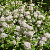 New Jersey Tea Plant Sets Plants - Garden for Wildlife