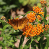 Orange Butterfly Milkweed Plant Sets (I) Plants - Garden for Wildlife