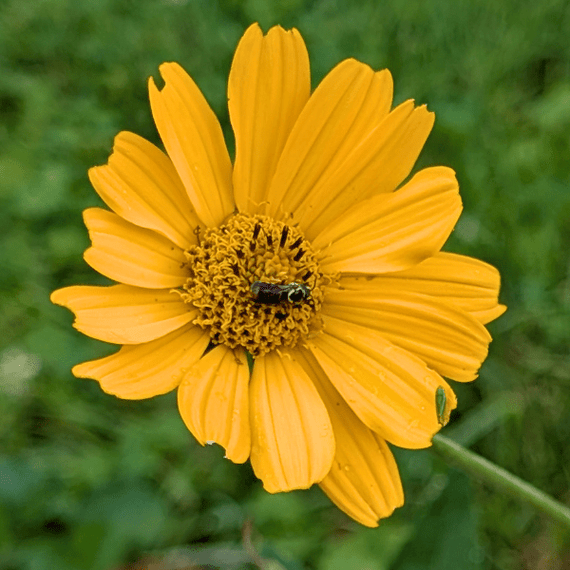 sunflower succulent Oxeye Sunflower Plant Sets