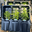 Pacific Monarch Provisions Plants - Garden for Wildlife