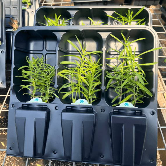 Pacific Monarch Provisions Plants - Garden for Wildlife