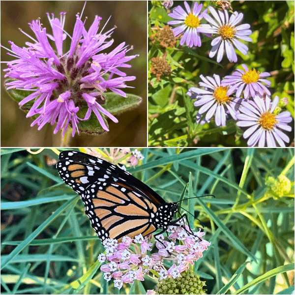 Pacific Monarch Provisions Plants - Garden for Wildlife
