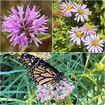 Pacific Monarch Provisions Plants - Garden for Wildlife