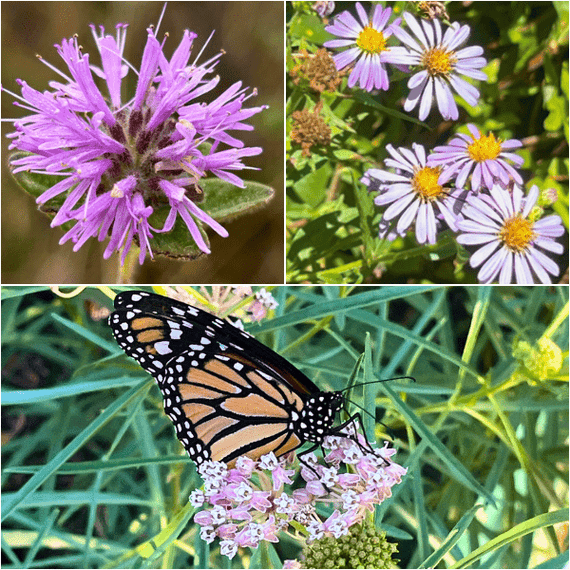 Pacific Monarch Provisions Plants - Garden for Wildlife