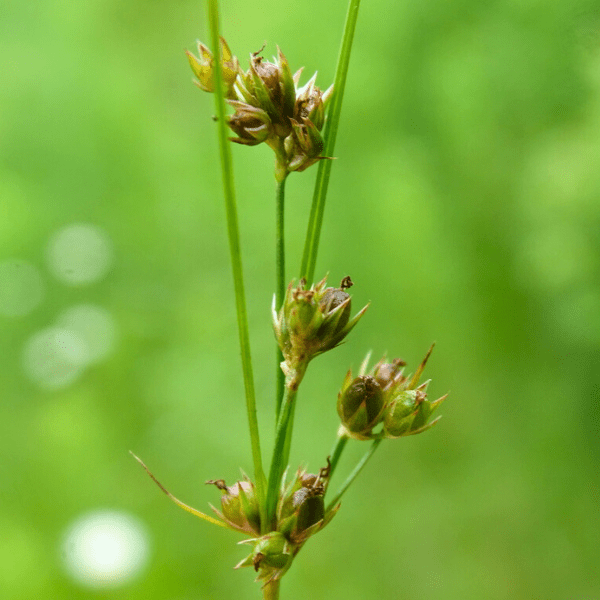 Path Rush Plant Sets Plants - Garden for Wildlife