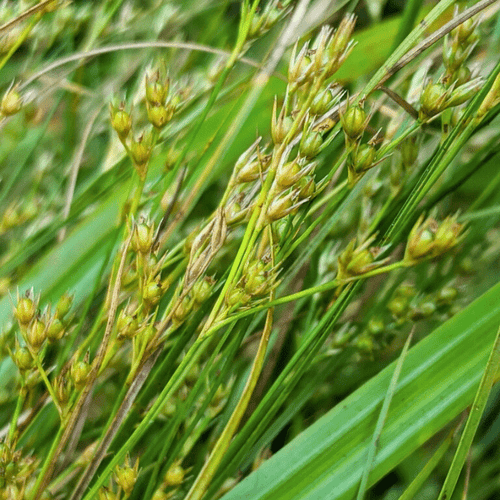 Path Rush Plant Sets Plants - Garden for Wildlife